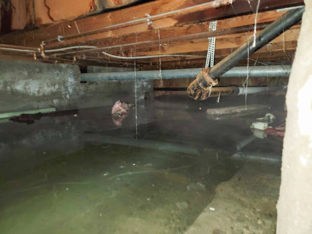 Best Water damage contractors near me  in Homestead Meadows South, TX