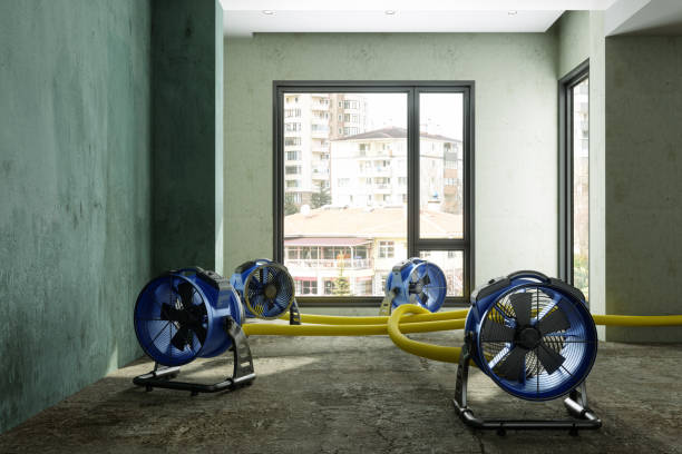 Best Water damage cleanup near me  in Homestead Meadows South, TX
